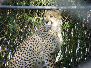 Filename=DSCF6687.JPG
Filesize=3166KiB
Dimensions=3264x2448
Date added=Sep 28, 2019 DSCF6687.JPG