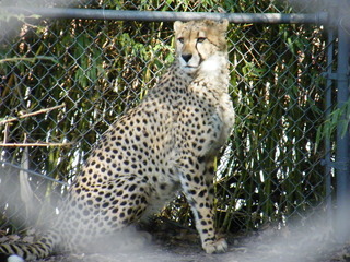 Filename=DSCF6688.JPG
Filesize=3158KiB
Dimensions=3264x2448
Date added=Sep 28, 2019 DSCF6688.JPG