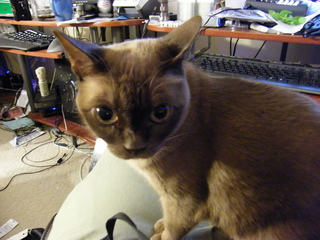 Filename=DSCF6699.JPG
Filesize=2969KiB
Dimensions=3264x2448
Date added=Sep 28, 2019 DSCF6699.JPG