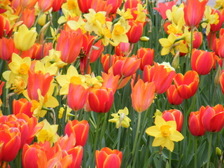 Filename=DSCF6708.JPG
Filesize=3336KiB
Dimensions=3264x2448
Date added=Sep 28, 2019 DSCF6708.JPG