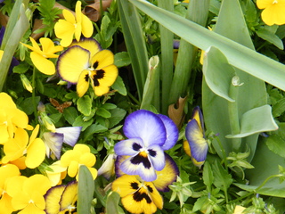 Filename=DSCF6711.JPG
Filesize=3482KiB
Dimensions=3264x2448
Date added=Sep 28, 2019 DSCF6711.JPG