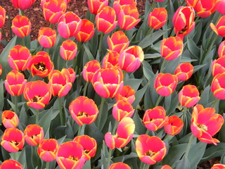 Filename=DSCF6713.JPG
Filesize=3133KiB
Dimensions=3264x2448
Date added=Sep 28, 2019 DSCF6713.JPG