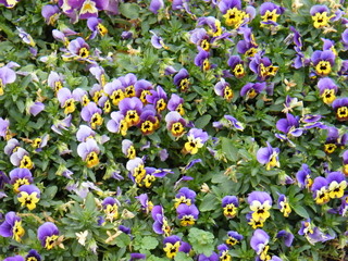 Filename=DSCF6723.JPG
Filesize=3078KiB
Dimensions=3264x2448
Date added=Sep 28, 2019 DSCF6723.JPG