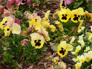 Filename=DSCF6725.JPG
Filesize=3194KiB
Dimensions=3264x2448
Date added=Sep 28, 2019 DSCF6725.JPG