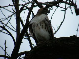 Filename=DSCF6728.JPG
Filesize=3195KiB
Dimensions=3264x2448
Date added=Sep 28, 2019 DSCF6728.JPG