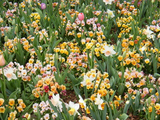 Filename=DSCF6733.JPG
Filesize=3106KiB
Dimensions=3264x2448
Date added=Sep 28, 2019 DSCF6733.JPG