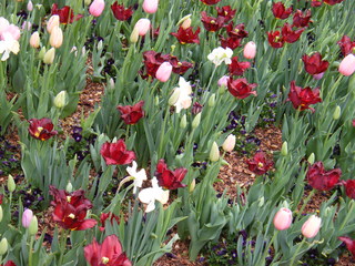 Filename=DSCF6737.JPG
Filesize=3090KiB
Dimensions=3264x2448
Date added=Sep 28, 2019 DSCF6737.JPG