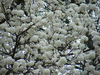 Filename=DSCF6749.JPG
Filesize=3202KiB
Dimensions=3264x2448
Date added=Sep 28, 2019 DSCF6749.JPG