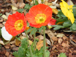 Filename=DSCF6758.JPG
Filesize=3207KiB
Dimensions=3264x2448
Date added=Sep 28, 2019 DSCF6758.JPG