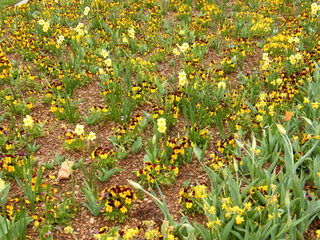 Filename=DSCF6798.JPG
Filesize=3234KiB
Dimensions=3264x2448
Date added=Sep 28, 2019 DSCF6798.JPG