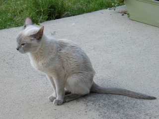 Filename=DSCF6840.JPG
Filesize=3107KiB
Dimensions=3264x2448
Date added=Sep 28, 2019 DSCF6840.JPG