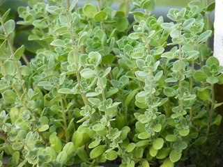 Filename=DSCF6843.JPG
Filesize=3290KiB
Dimensions=3264x2448
Date added=Sep 28, 2019 DSCF6843.JPG