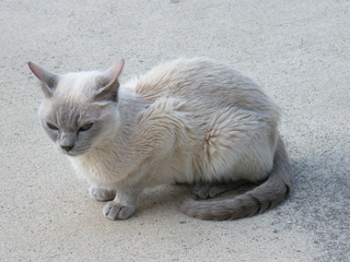 Filename=DSCF6850.JPG
Filesize=3170KiB
Dimensions=3264x2448
Date added=Sep 28, 2019 DSCF6850.JPG