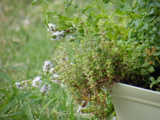 Filename=DSCF6851.JPG
Filesize=3308KiB
Dimensions=3264x2448
Date added=Sep 28, 2019 DSCF6851.JPG