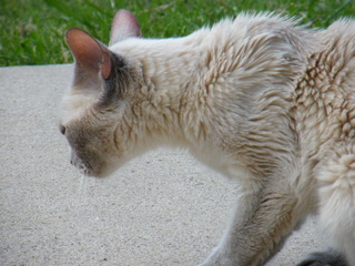 Filename=DSCF6856.JPG
Filesize=3326KiB
Dimensions=3264x2448
Date added=Sep 28, 2019 DSCF6856.JPG