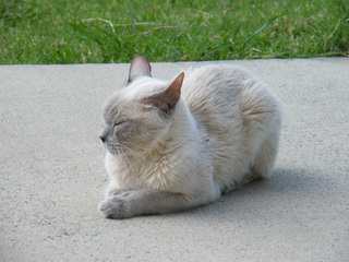 Filename=DSCF6857.JPG
Filesize=3318KiB
Dimensions=3264x2448
Date added=Sep 28, 2019 DSCF6857.JPG