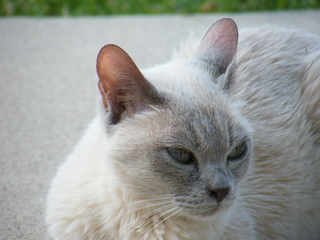 Filename=DSCF6860.JPG
Filesize=3238KiB
Dimensions=3264x2448
Date added=Sep 28, 2019 DSCF6860.JPG