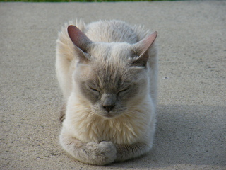 Filename=DSCF6871.JPG
Filesize=3647KiB
Dimensions=3264x2448
Date added=Sep 28, 2019 DSCF6871.JPG