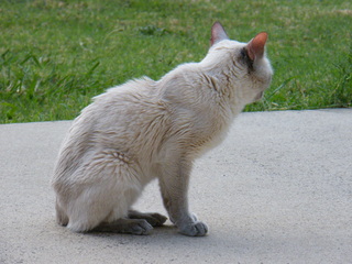 Filename=DSCF6875.JPG
Filesize=3381KiB
Dimensions=3264x2448
Date added=Sep 28, 2019 DSCF6875.JPG