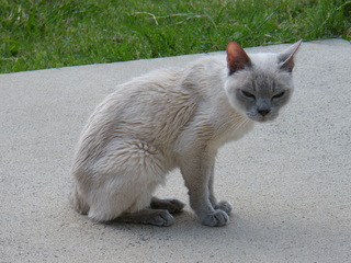 Filename=DSCF6876.JPG
Filesize=3583KiB
Dimensions=3264x2448
Date added=Sep 28, 2019 DSCF6876.JPG