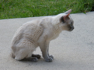 Filename=DSCF6877.JPG
Filesize=3232KiB
Dimensions=3264x2448
Date added=Sep 28, 2019 DSCF6877.JPG