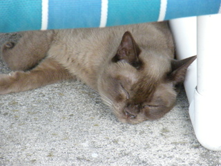 Filename=DSCF6881.JPG
Filesize=2888KiB
Dimensions=3264x2448
Date added=Sep 28, 2019 DSCF6881.JPG