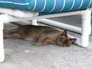 Filename=DSCF6888.JPG
Filesize=3024KiB
Dimensions=3264x2448
Date added=Sep 28, 2019 DSCF6888.JPG