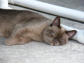 Filename=DSCF6891.JPG
Filesize=3178KiB
Dimensions=3264x2448
Date added=Sep 28, 2019 DSCF6891.JPG