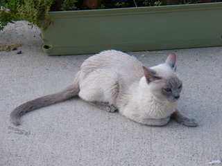 Filename=DSCF6893.JPG
Filesize=3539KiB
Dimensions=3264x2448
Date added=Sep 28, 2019 DSCF6893.JPG