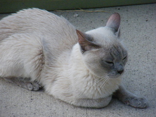 Filename=DSCF6894.JPG
Filesize=3031KiB
Dimensions=3264x2448
Date added=Sep 28, 2019 DSCF6894.JPG