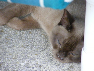 Filename=DSCF6895.JPG
Filesize=2982KiB
Dimensions=3264x2448
Date added=Sep 28, 2019 DSCF6895.JPG