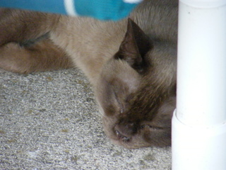 Filename=DSCF6896.JPG
Filesize=2791KiB
Dimensions=3264x2448
Date added=Sep 28, 2019 DSCF6896.JPG