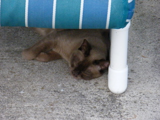 Filename=DSCF6901.JPG
Filesize=3329KiB
Dimensions=3264x2448
Date added=Sep 28, 2019 DSCF6901.JPG