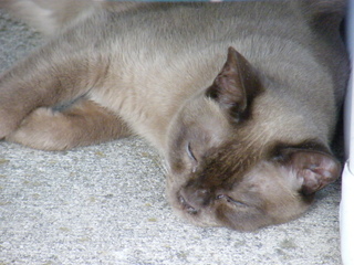 Filename=DSCF6902.JPG
Filesize=3228KiB
Dimensions=3264x2448
Date added=Sep 28, 2019 DSCF6902.JPG