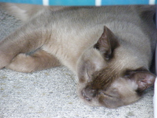 Filename=DSCF6903.JPG
Filesize=3066KiB
Dimensions=3264x2448
Date added=Sep 28, 2019 DSCF6903.JPG