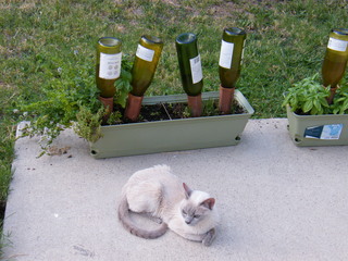 Filename=DSCF6904.JPG
Filesize=3237KiB
Dimensions=3264x2448
Date added=Sep 28, 2019 DSCF6904.JPG