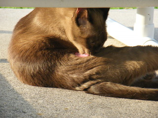 Filename=DSCF6909.JPG
Filesize=3119KiB
Dimensions=3264x2448
Date added=Sep 28, 2019 DSCF6909.JPG