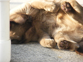 Filename=DSCF6911.JPG
Filesize=2963KiB
Dimensions=3264x2448
Date added=Sep 28, 2019 DSCF6911.JPG