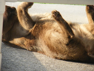 Filename=DSCF6912.JPG
Filesize=3533KiB
Dimensions=3264x2448
Date added=Sep 28, 2019 DSCF6912.JPG