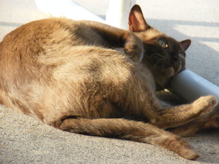 Filename=DSCF6915.JPG
Filesize=2927KiB
Dimensions=3264x2448
Date added=Sep 28, 2019 DSCF6915.JPG