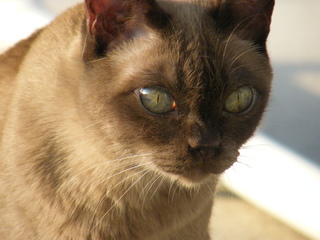 Filename=DSCF6920.JPG
Filesize=3173KiB
Dimensions=3264x2448
Date added=Sep 28, 2019 DSCF6920.JPG