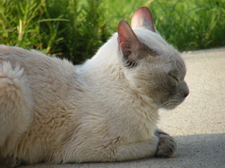 Filename=DSCF6927.JPG
Filesize=3380KiB
Dimensions=3264x2448
Date added=Sep 28, 2019 DSCF6927.JPG