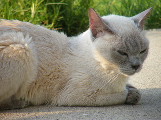 Filename=DSCF6932.JPG
Filesize=3517KiB
Dimensions=3264x2448
Date added=Sep 28, 2019 DSCF6932.JPG