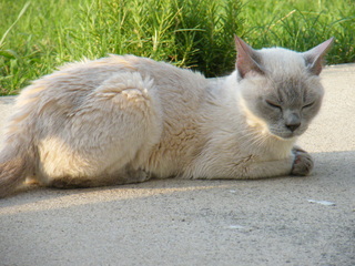 Filename=DSCF6933.JPG
Filesize=3518KiB
Dimensions=3264x2448
Date added=Sep 28, 2019 DSCF6933.JPG