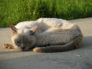 Filename=DSCF6935.JPG
Filesize=3581KiB
Dimensions=3264x2448
Date added=Sep 28, 2019 DSCF6935.JPG