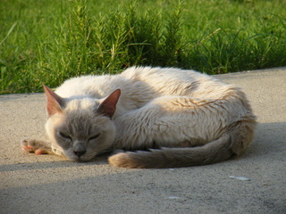 Filename=DSCF6938.JPG
Filesize=3634KiB
Dimensions=3264x2448
Date added=Sep 28, 2019 DSCF6938.JPG