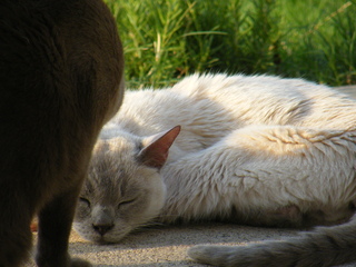 Filename=DSCF6944.JPG
Filesize=3342KiB
Dimensions=3264x2448
Date added=Sep 28, 2019 DSCF6944.JPG