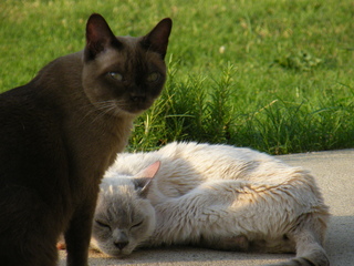 Filename=DSCF6949.JPG
Filesize=3478KiB
Dimensions=3264x2448
Date added=Sep 28, 2019 DSCF6949.JPG