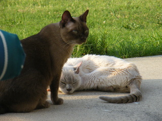 Filename=DSCF6950.JPG
Filesize=3363KiB
Dimensions=3264x2448
Date added=Sep 28, 2019 DSCF6950.JPG