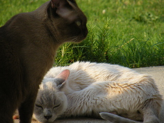 Filename=DSCF6952.JPG
Filesize=3449KiB
Dimensions=3264x2448
Date added=Sep 28, 2019 DSCF6952.JPG